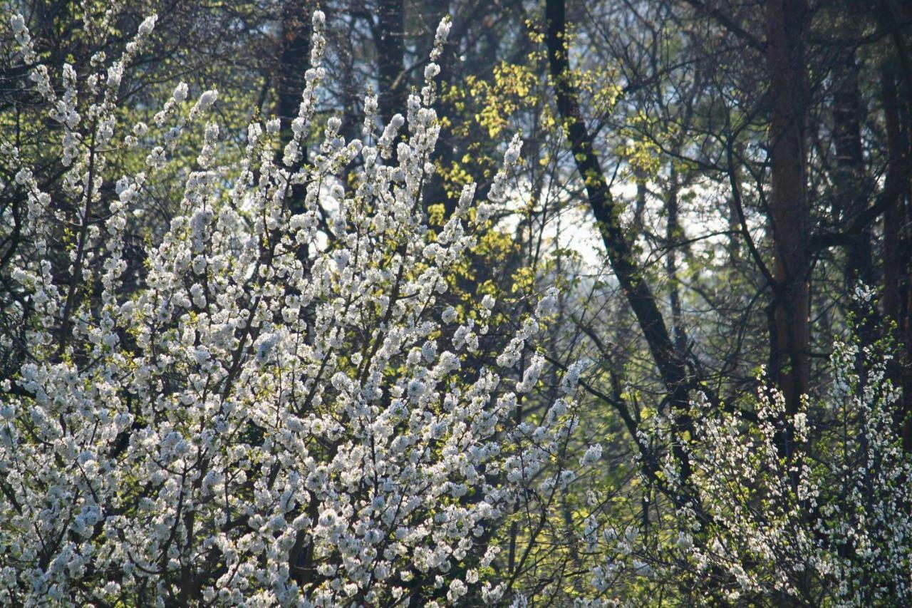 Ferienwohnung Natur Und Kunst Dresden Buitenkant foto