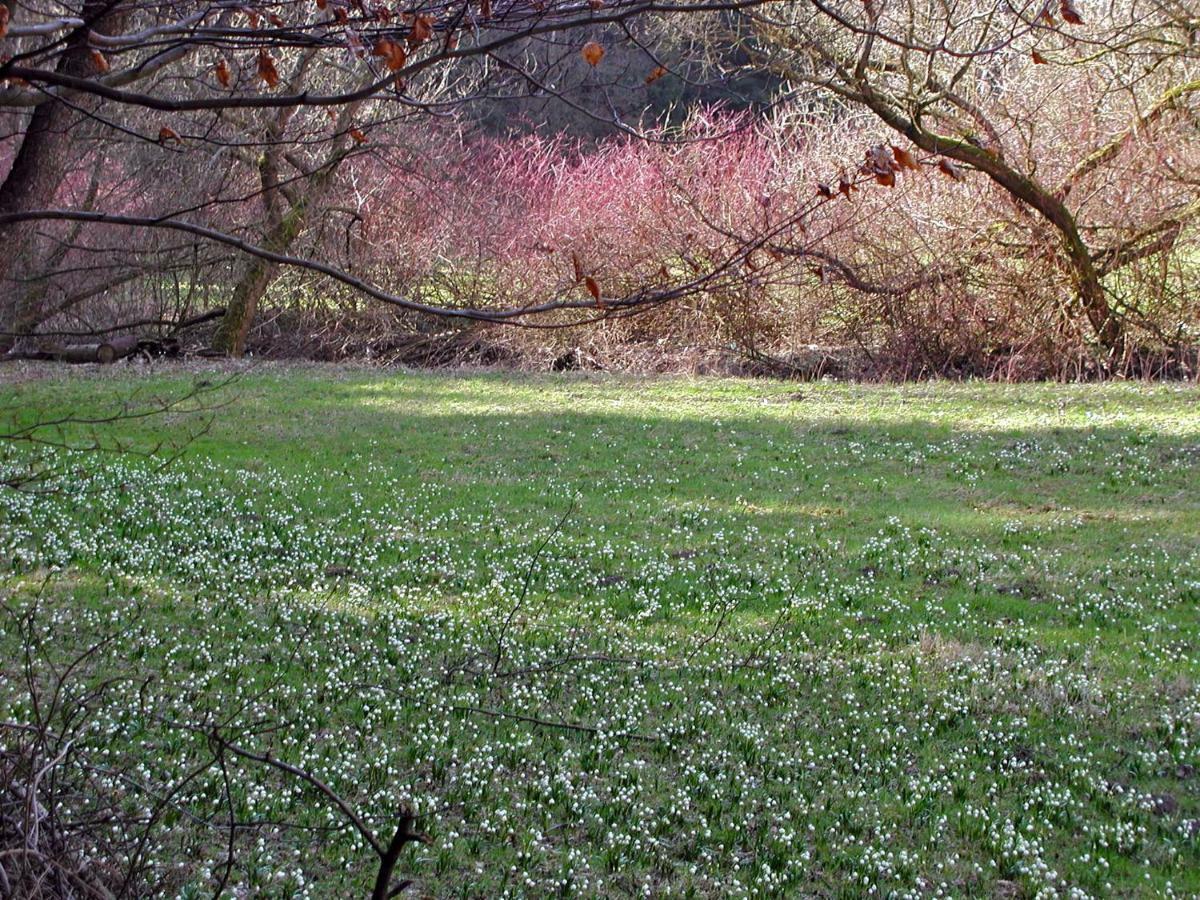 Ferienwohnung Natur Und Kunst Dresden Buitenkant foto